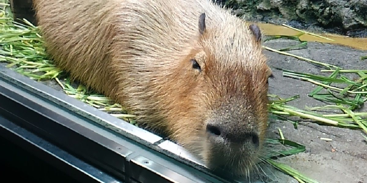 カピバラ